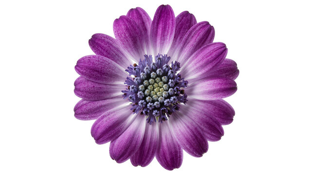 Purple daisy flower with delicate petals and detailed center