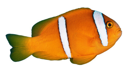 Orange clownfish with white stripes and green tail fin © Jonas
