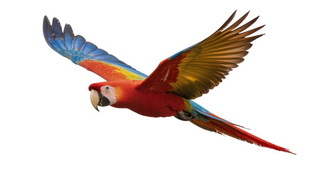Scarlet Macaw parrot flying with colorful wings spread wide