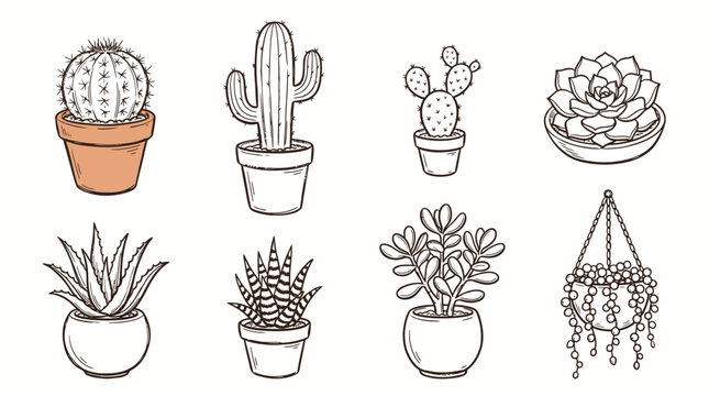 Hand drawn collection of various indoor cactus and succulent plants in pots.