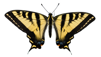 Yellow and black striped butterfly with blue eye spots © Jonas