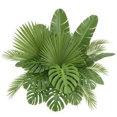 Green tropical palm and monstera leaves arrangement for summer design © Md. Rakib