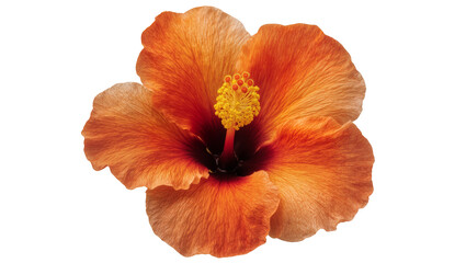 Orange hibiscus flower with yellow stamen and dark center © Paul