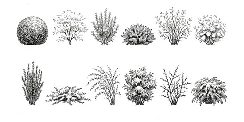 Fototapeta premium Set of black and white sketch illustrations of various garden shrubs and small decorative bushes