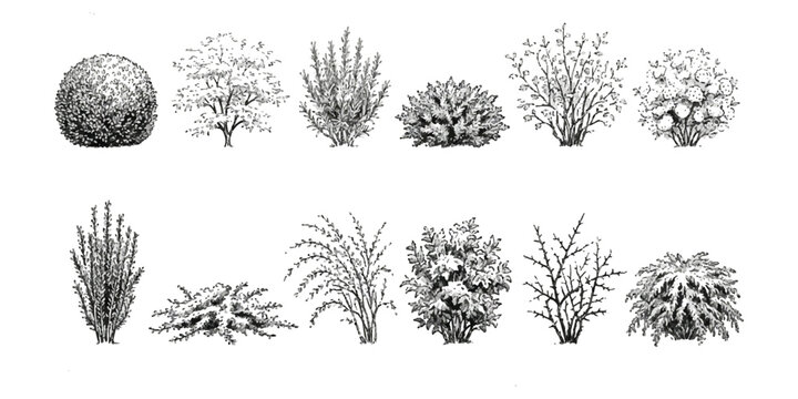 Set of black and white sketch illustrations of various garden shrubs and small decorative bushes