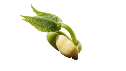 Bean sprout with cotyledons and emerging leaves