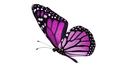 Purple butterfly with black veins and white spots © Paul