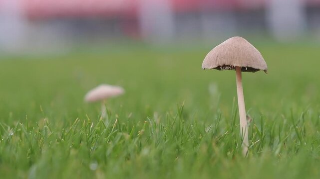 Light brown mushrooms in the lawn help decompose organic matter in the soil during the rainy season.
