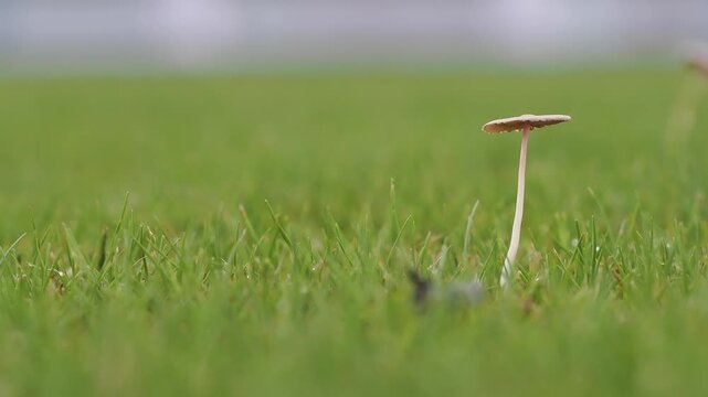 Light brown mushrooms in the lawn help decompose organic matter in the soil during the rainy season.