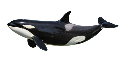 Orca whale swimming, black and white marine mammal © Jonas
