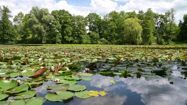 Water Lily growing on pond, plants blooming on lake, green leaves cover water surface, biotope and habitat, trees surround swamp landscape