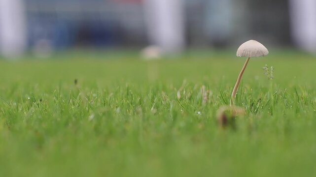 Light brown mushrooms in the lawn help decompose organic matter in the soil during the rainy season.