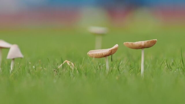 Light brown mushrooms in the lawn help decompose organic matter in the soil during the rainy season.