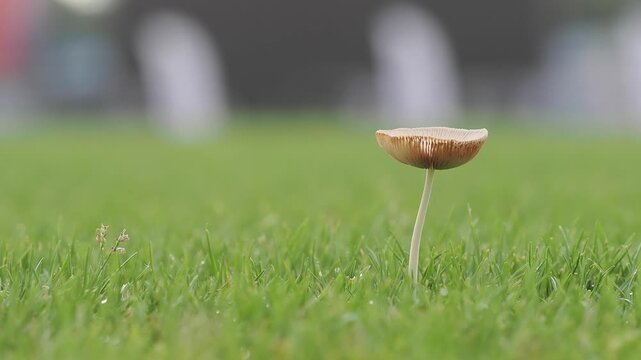 Light brown mushrooms in the lawn help decompose organic matter in the soil during the rainy season.