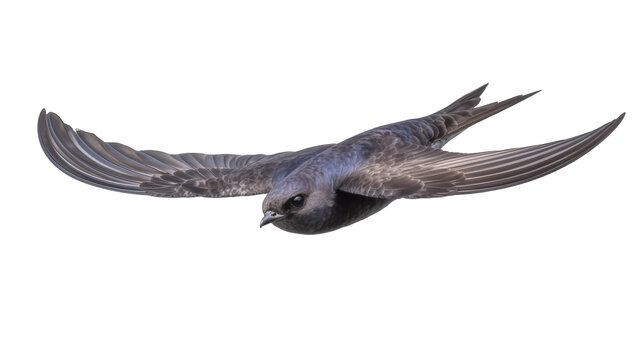 Swift bird in flight with wings spread wide
