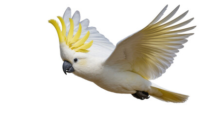 Sulphur-crested cockatoo flying with yellow crest raised © Jonas