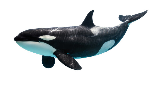 Orca whale swimming, black and white killer whale with white eye patches