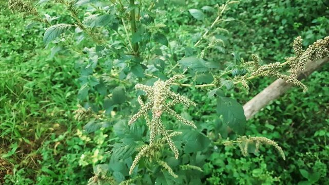 Green amaranth plant growing in a lush garden setting captured in a natural video motion scene showing vibrant summer vegetation.