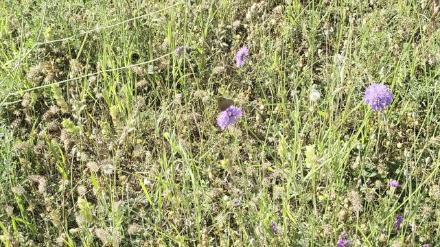 Prato selvatico con erba alta e fiori viola, ricco di texture naturali e colori spontanei tipici dei paesaggi di inizio estate