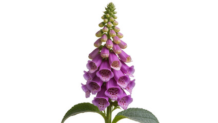 Purple foxglove flower with green leaves © Jonas