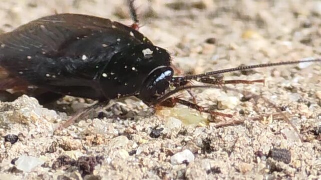 
Injured cockroach moving weakly on the ground, pest control concept #001

