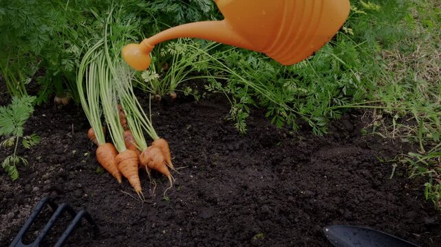 Man holding and washing freshly harvested organic carrots with a garden watering can