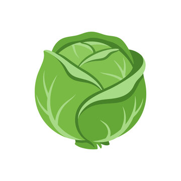 Vector illustration of a vibrant green cabbage from a side view showcasing its leaves and texture in a detailed graphic style.