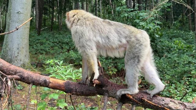 Barbary macaque walking on a fallen tree branch in a forest in France in ist natural habitat.