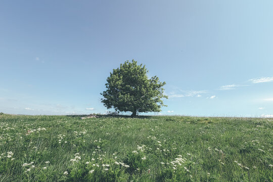 lonely tree in the field