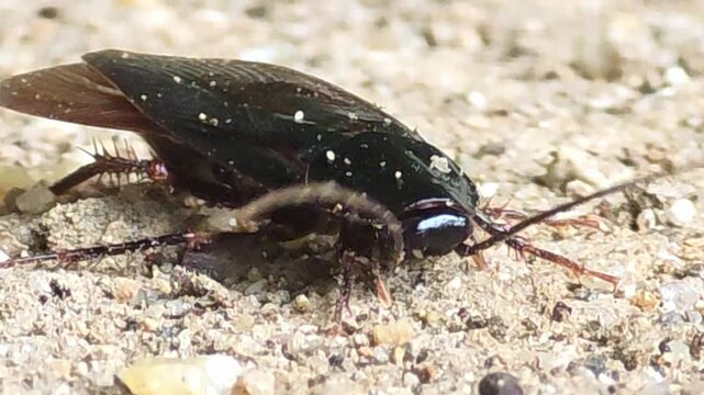 
Injured cockroach moving weakly on the ground, pest control concept #002

