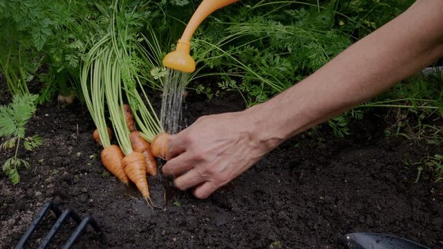 Man using a garden watering can to wash freshly harvested organic carrots