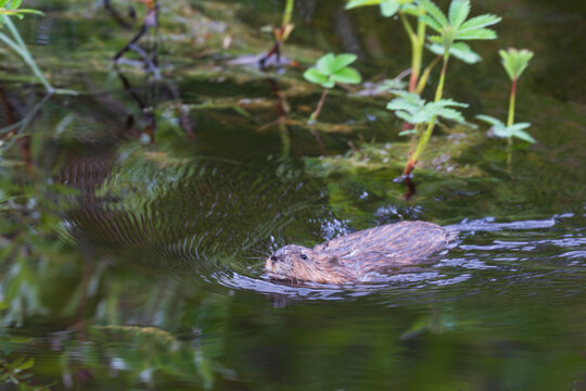 muskrat (Ondatra zibethicus)