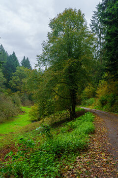 Forest footpath, in the Black Forest