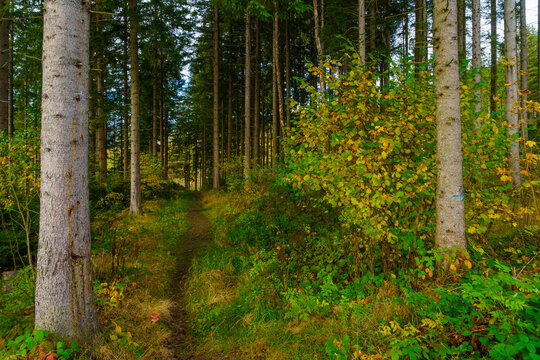 Footpath in a forest, the Black Forest