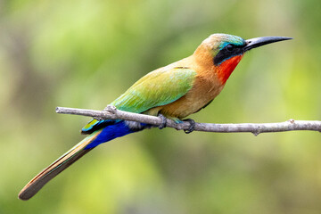Obraz premium Ruby Throated Bee Eater Bird Uganda Safari Africa
