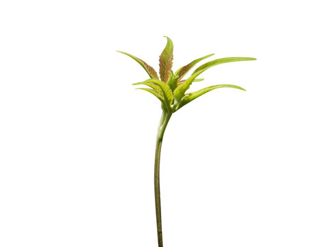 Vitex negundo or Chinese chaste tree young leaves isolated on a white background