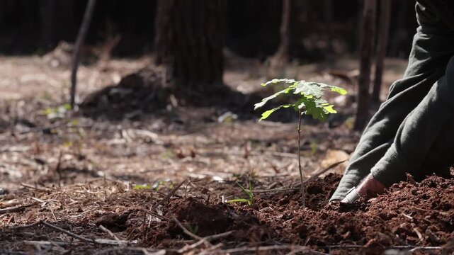 Reforestation Effort: Person Planting Oak Sapling in Damaged Ecosystem &ndash; Biodiversity and Habitat Restoration