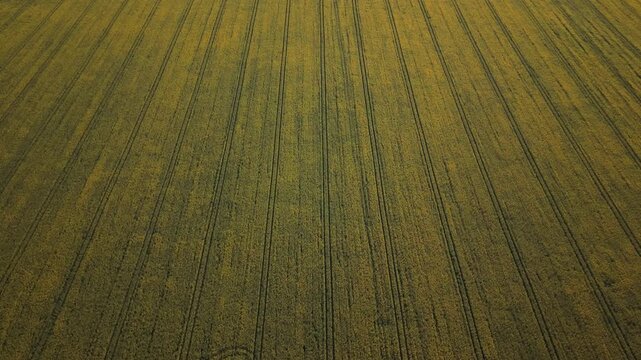 Aerial view of expansive rapeseed field with distinct yellow flowers and green lines, showcasing the continuous pattern of crops and soil texture under natural lighting conditions