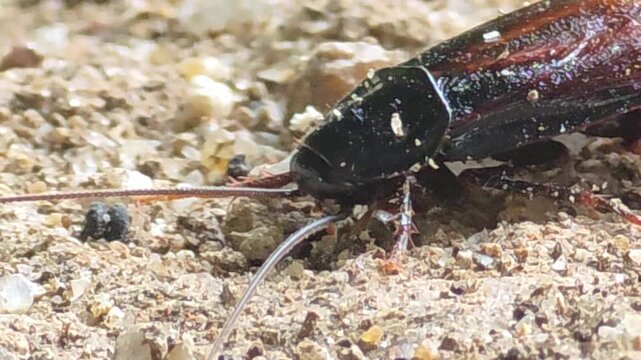 

Injured cockroach moving weakly on the ground, pest control concept #005
 