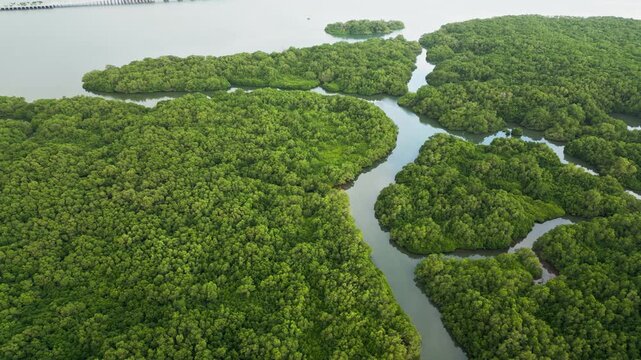 Elevated Mandara Toll Road above winding mangrove waterways and dense tropical estuary wetlands with branching tidal channels in Bali Indonesia, tilt-up aerial drone footage