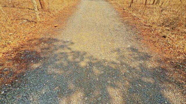 Cinematic tilt up view of a narrow gravel road trail passing through dry forest with leafless trees scattered greenery and warm sunlight in a natural wilderness environment