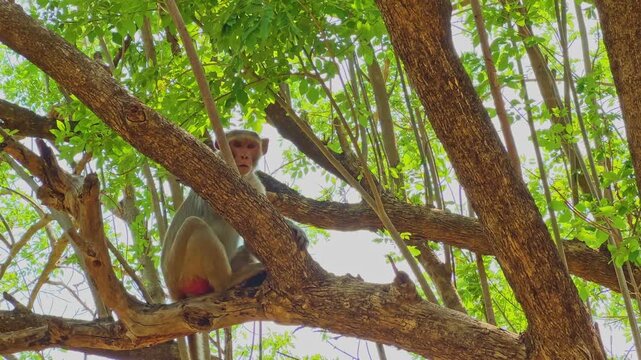 Low angle shot of curious Indian macaque monkey standing on tree branches with expressive face and open mouth surrounded by green forest foliage in bright daylight