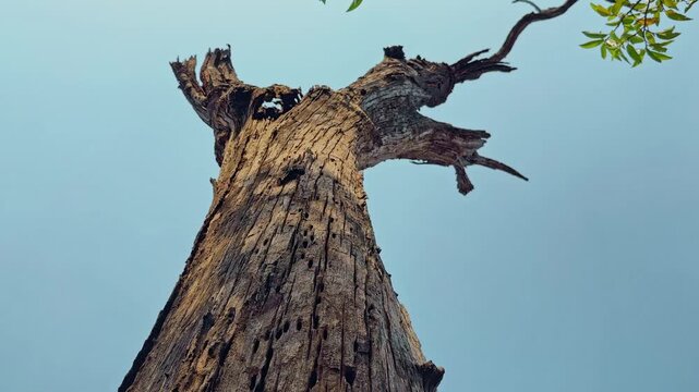 Low angle upward view of a weathered dead tree trunk with broken branches and textured bark silhouetted against a clear blue sky, captured in a cinematic orbiting camera movement