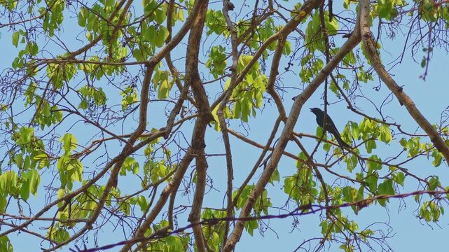 A glossy black drongo bird resting quietly on tangled tree branches surrounded by fresh green foliage against a clear blue summer sky in natural woodland habitat
