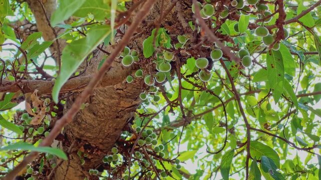 Closeup upward view of Ficus racemosa showing dense clusters of immature green figs emerging directly from the trunk and branches, demonstrating the botanical phenomenon of cauliflory in natural tropi