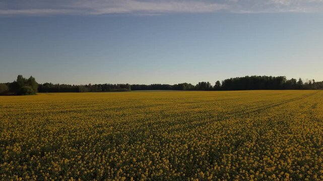 Expansive rapeseed field under clear blue sky with vibrant yellow flowers stretching across the landscape, bordered by green trees and distant forest, showcasing the beauty of nature in a rural settin
