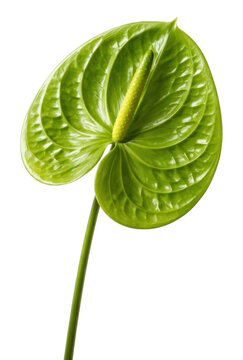 PNG Vibrant green Anthurium flower