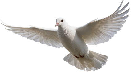 Obraz premium White dove bird with wings spread wide in flight