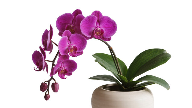 Purple Phalaenopsis orchid plant with blooming flowers and buds in a cream pot