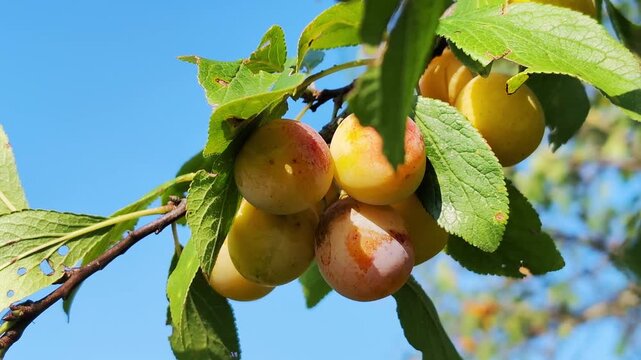 Close up of ripening mirabelle plums growing on a fruit tree branch in a sunlit orchard, highlighting seasonal harvest, regional agriculture, fresh produce and authentic French countryside nature.